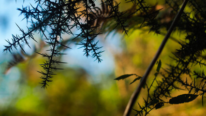 Forêt des Landes de Gascogne, avec une vue rapprochée de diverses plantes la composant