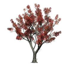 Red Oak tree in autumn on transparent background - 3D Illustration