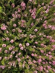 pink and white flowers
