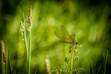 libellule