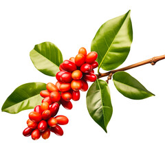 fresh single stem coffee in red with green leaves on a transparent background