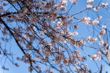 青空と桜