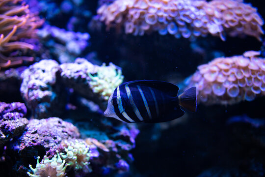 Zebrasoma veliferum. Acanthuridae. Striped tropical fish. Fish in coral reef. Striped Zebrasoma
