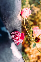 pink rose in the garden
