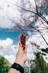 strawberry and cherry blossom