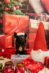 Mały czarny pies w czapce mikołaja, boże narodzenie - obrazy, fototapety, plakaty
