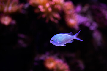 Chromis viridis. Blue-green chromis. Blue green damselfish. Neon fish in coral reef