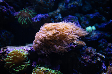 Aiptasia. Coral reef in the sea. Erythropodium caribaeorum. Actiniaria