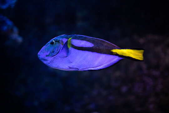 Paracanthurus hepatus. Acanthuridae. Blue surgeonfish. Blue fish. Dory fish. Fish in reef