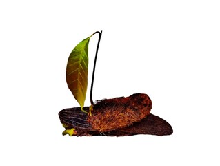 The white background in the picture is the seeds of two brown mangoes, the stem has split, and the...