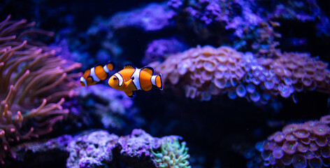 Clown fish. Amphiprion ocellaris. Amphiprioninae. Fish in coral reef. Clownfish. Ocellaris...
