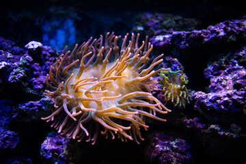 Naklejka na ściany i meble Entacmaea quadricolor. Actiniaria. Sea anemone. Heteractis magnifica. Coral under water. Coral reef in the sea.