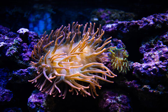 Entacmaea quadricolor. Actiniaria. Sea anemone. Heteractis magnifica. Coral under water. Coral reef in the sea.