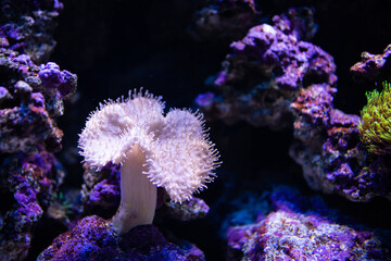 Sarcophyton Ehrenbergi. Soft mushroom. Alcyonacea. Coral under water. Coral reef in the sea.