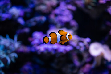 Fototapeta na wymiar Clown fish. Amphiprion ocellaris. Amphiprioninae. Fish in reef. Clownfish. Ocellaris clownfish. Nemo fish