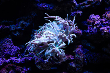 Acropora. Anthozoa. Coral under water. Coral reef in the sea. Alcyonacea © Liubov Kartashova