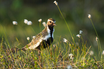 European golden plover standing in a summery bog during golden hour in Riisitunturi National Park, Northern Finland	