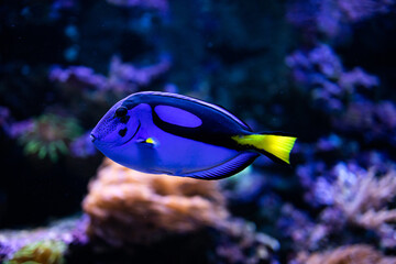 Fototapeta na wymiar Paracanthurus hepatus. Acanthuridae. Blue surgeonfish. Blue fish. Dory fish. Fish in reef