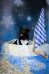 Mały czarny pies w studio, w łódce, niebieskie tło. 