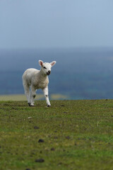 White Baby New Born Lamb Running Playing