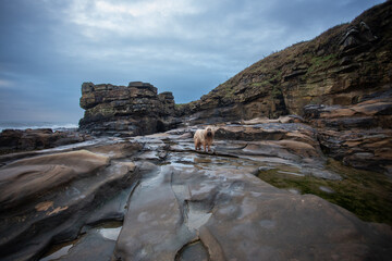 Fototapeta na wymiar dog on rocky shore