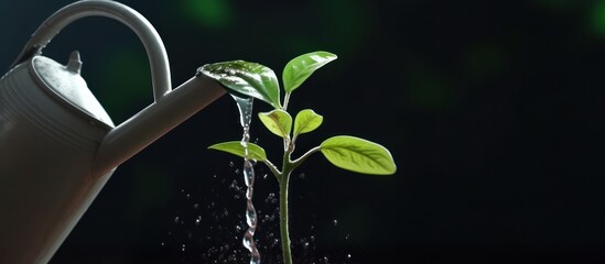 Watering young plant seeds. The concept of protecting the earth or environmental conservation