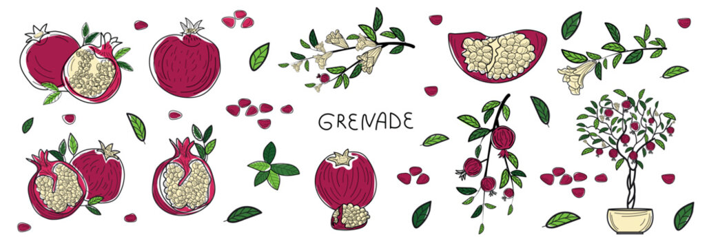 Pome granate fruit set, pomegranate fruit, illustration for designers,  sketch, pomegranate tree, pomegranate color, pomegranate grains for sticky, icon, line drawing.