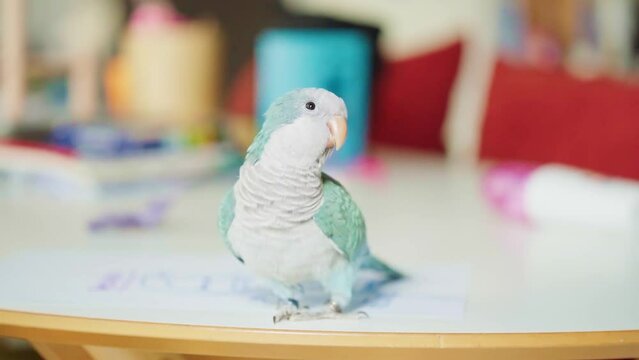 Monk Parakeet parrot playing freely and relaxing.Quaker Parrot living outside the cage. Raised parrots set free in the house.VDO with slow motion