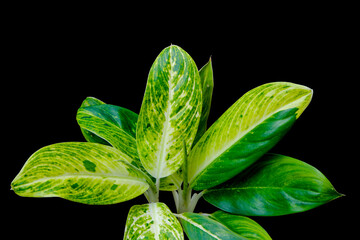 Yellow and Green Foliage of Aglaonema popular houseplant isolated on black background, clipping path included