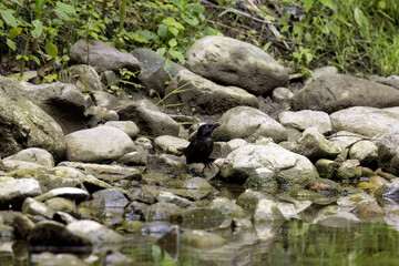 The common grackle (Quiscalus quiscula)  looking for food for the young in shallow water in a creek