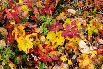 Cloudberry and Dwarf cornel leaves during an autumn foliage in Salla National Park, Northern Finland