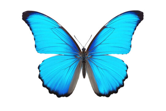 Butterfly Isolated on Transparent Background