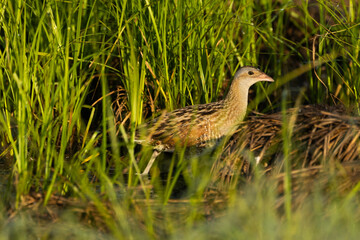 Corncrake moving slowly in the middle of grass on a spring morning in a wetland in rural Estonia, Northern Europe
