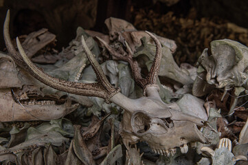 白鹿権現に奉納された鹿や猪の頭蓋骨