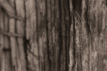 Peaceful lake surrounded by lush green trees under a clear blue sky