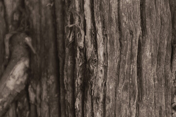 Peaceful lake surrounded by lush green trees under a clear blue sky