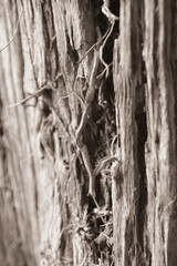 Peaceful lake surrounded by lush green trees under a clear blue sky