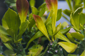 Peaceful lake surrounded by lush green trees under a clear blue sky