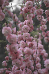 flowers on the tree. trees bloom in spring. beautiful flowers