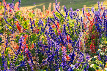 Blue salvia flower field background, beautiful blue and purple fresh flowers full blooming in garden - obrazy, fototapety, plakaty