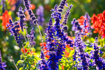 Blue salvia flower field background, beautiful blue and purple fresh flowers full blooming in garden