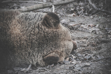 the bear sleeps on the ground