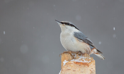 Eurasian nuthatch - in winter at a wet forest
