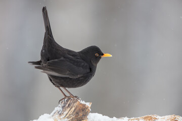 Common blackbird - adult male in winter at a wet forest