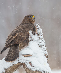 Common Buzzard in winter at a wet forest