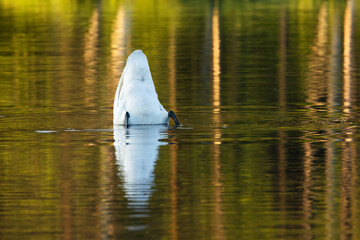 Closeup of a Whooper swan diving to reach some plants on a calm lake on a summer morning near Kuusamo, Northern Finland	