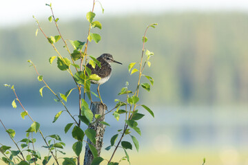 Wood sandpiper standing on a wooden pole next to a lake on a summer morning near Kuusamo, Northern...