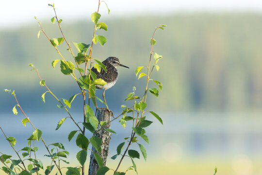 Wood sandpiper standing on a wooden pole next to a lake on a summer morning near Kuusamo, Northern Finland