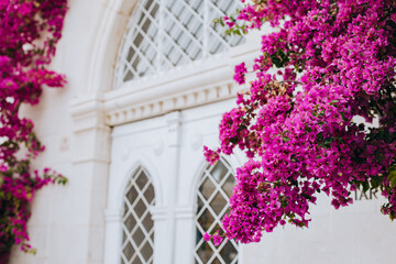 Fototapeta na wymiar Beautiful violet bougainvillea flowers on a summer street.