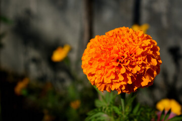 Orange commercial hybrid marigold flower blooming in the a garden during sunny day